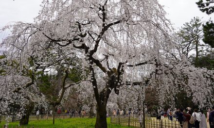 Kyoto Gyoen National Garden, Sakura 2021