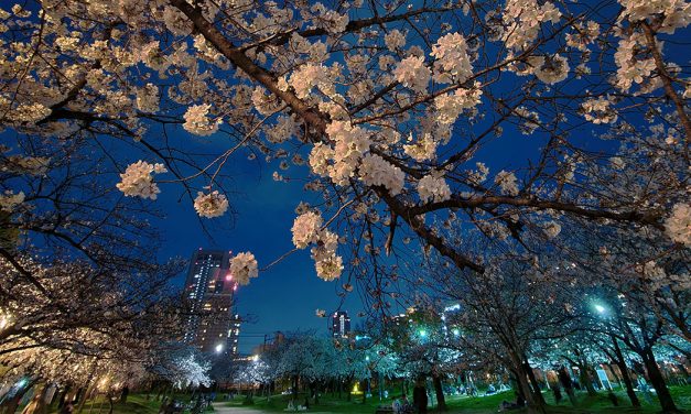 Osaka, Kema Sakuranomiya Park, Sakura 2021