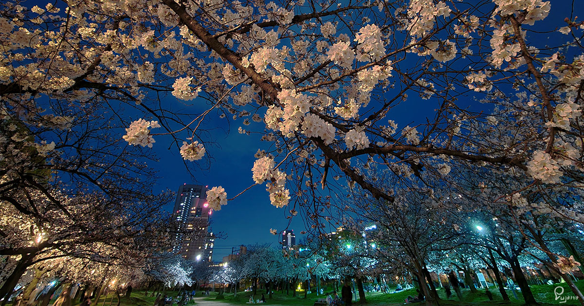 Osaka, Kema Sakuranomiya Park, Sakura 2021