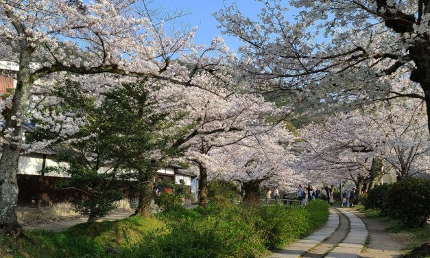 Kyoto, Philosopher’s Path, Sakura 2021