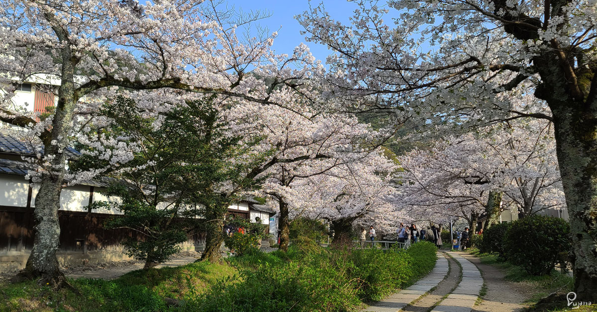 Kyoto, Philosopher’s Path, Sakura 2021