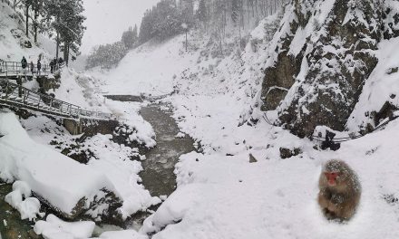 Kyoto to Nagano, Part 10: Nagano, Jigokudani Monkey Park