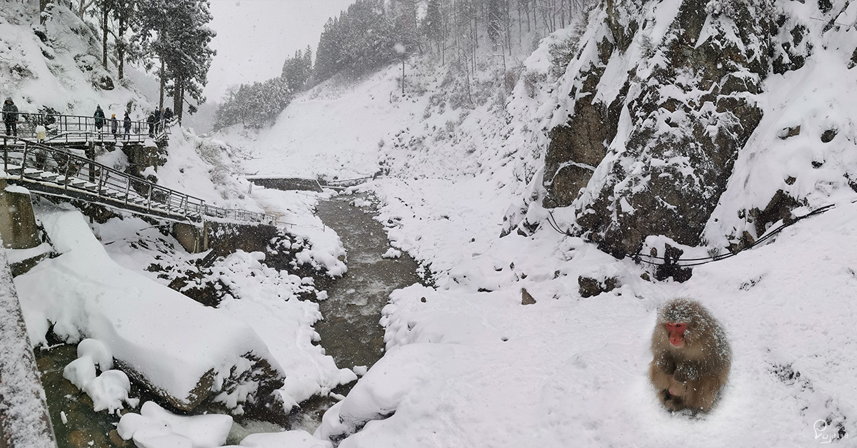 Kyoto to Nagano, Part 10: Nagano, Jigokudani Monkey Park